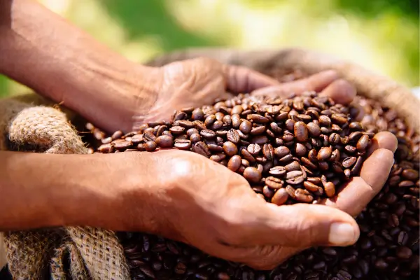 Coffee-Producing-Regions